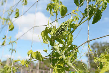 Image showing Young bitter melon fruit with unusual warty skin