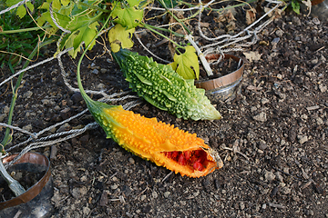 Image showing Overripe orange bitter melon, showing red seeds