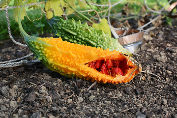 Image showing Ripe orange bitter melon fruit, with sticky red seeds 