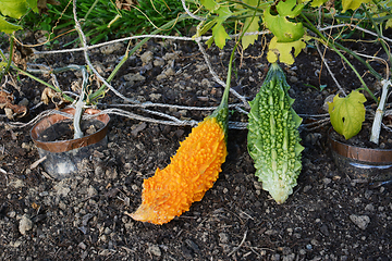 Image showing Ripe bitter melon growing next to green immature gourd 