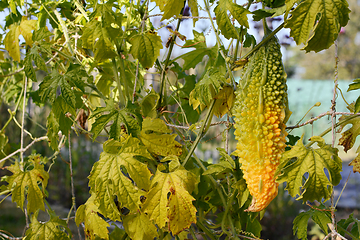 Image showing Exotic bitter melon ripening to yellow in late summer