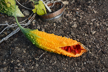 Image showing Ripe orange bitter melon, split to reveal red seeds