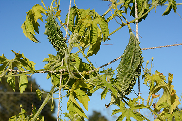 Image showing Two bitter melons with green, warted skins on a vine 