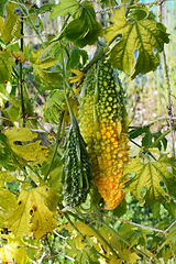 Image showing Large ripening bitter melon, turning yellow