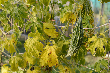 Image showing Green bitter gourd with deep ridges on a yellowing vine 