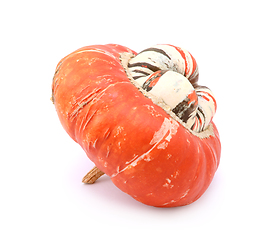 Image showing Profile of Turks Turban squash with raised white centre 