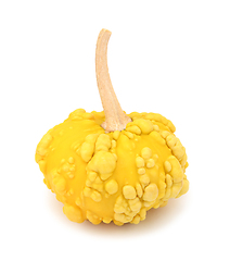 Image showing Yellow, disc-shaped ornamental gourd with warty skin for Thanksg