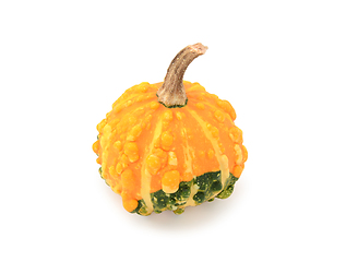 Image showing Round warted ornamental gourd with orange and green markings