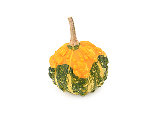 Image showing Autumnal warted gourd - orange skin and green and yellow stripes
