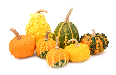 Image showing Seven ornamental gourds - mix of colours 