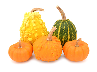 Image showing Five decorative gourds with smooth and warted skin 