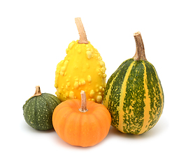 Image showing Four green, orange and yellow ornamental gourds for seasonal dec