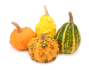 Image showing Group of warted ornamental gourds in different colours