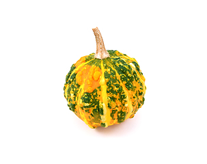 Image showing Mottled dark green and orange warted ornamental gourd