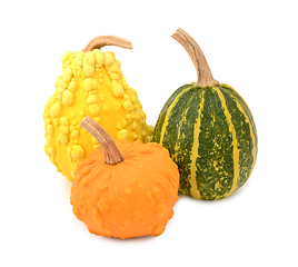 Image showing Three yellow, orange and striped green ornamental gourds