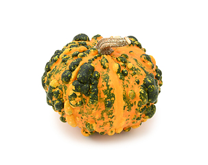 Image showing Unusual warted ornamental gourd with orange and green skin