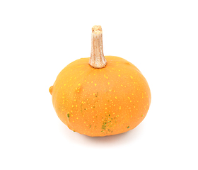 Image showing Round ornamental gourd with bright orange skin