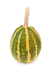 Image showing Green and yellow striped ornamental gourd for fall decoration