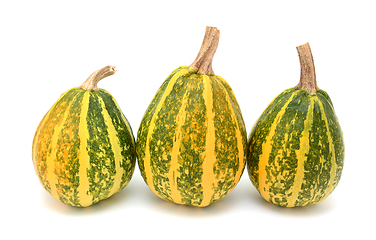 Image showing Three tall green and yellow striped gourds as autumn decoration
