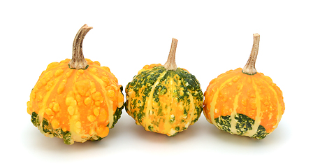 Image showing Small warted gourds with lumpy skins - green and yellow 