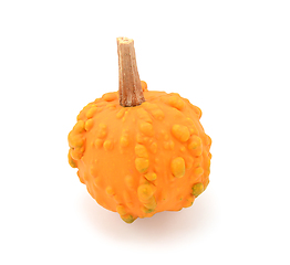 Image showing Mini bright orange warted gourd for fall or Thanksgiving decorat