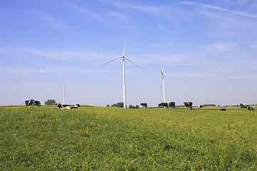 Image showing Cows grazing near wind turbines