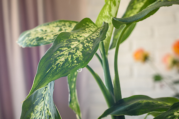 Image showing A drop hangs on a leaf of a houseplant Dieffenbachia