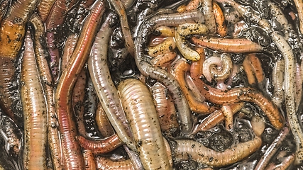 Image showing Many earthworms crawling together closeup photo