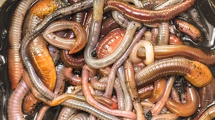 Image showing Many earthworms crawling together closeup photo