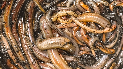 Image showing Many earthworms crawling together closeup photo