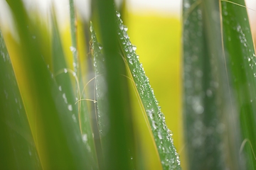 Image showing leaf on ground covered with raindrops