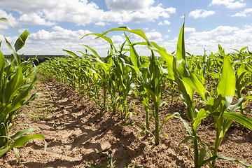 Image showing Spring field of corn and sky