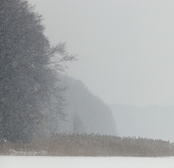 Image showing Snow in winter