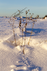 Image showing After snowfall