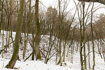 Image showing trunks of trees in the winter forest