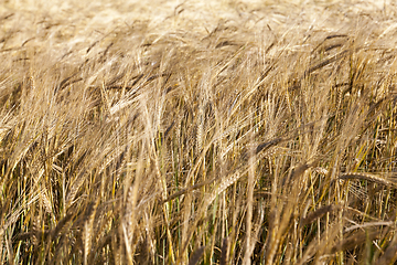 Image showing yellow farm field