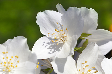 Image showing jasmine flowers close up