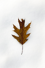 Image showing yellow leaves on snow