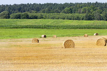 Image showing field of corn