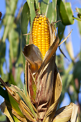 Image showing Ripe corn cob