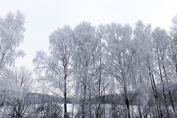 Image showing Photographed winter forest