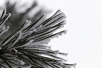 Image showing Trees in the frost