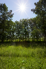 Image showing Sun rays