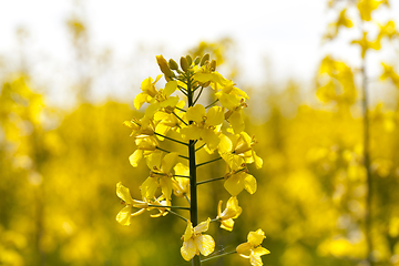 Image showing Yellow Canola Flower