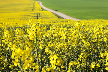 Image showing Canola field and dirty road