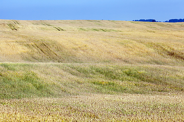 Image showing yellow field, day