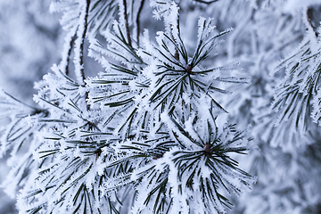 Image showing Pine forest, close-up