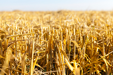 Image showing Straw of ripe wheat