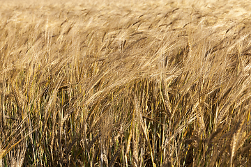 Image showing agricultural field, cereals