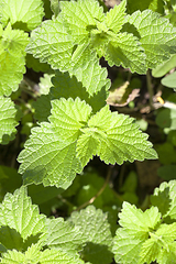 Image showing Young leaves